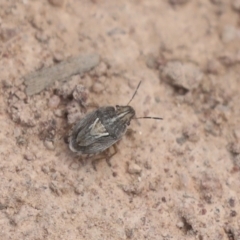 Unidentified Shield, Stink & Jewel Bug (Pentatomoidea) at Hawker, ACT - 30 Oct 2021 by AlisonMilton