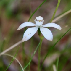 Caladenia dimorpha (Spicy Caps) at Mongarlowe, NSW - 3 Nov 2021 by LisaH