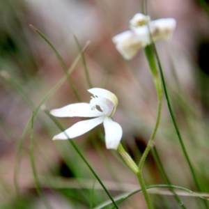 Caladenia dimorpha at Mongarlowe, NSW - 3 Nov 2021