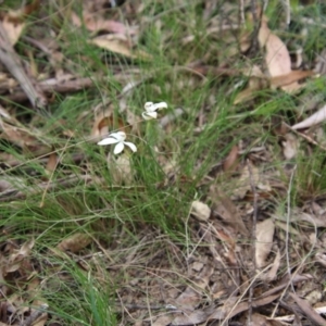 Caladenia dimorpha at Mongarlowe, NSW - 3 Nov 2021