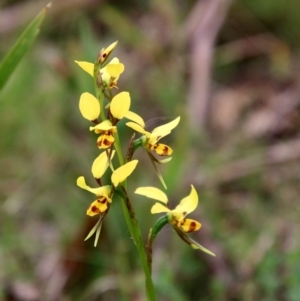 Diuris sulphurea at Mongarlowe, NSW - 3 Nov 2021