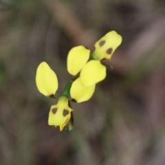 Diuris sulphurea at Mongarlowe, NSW - 3 Nov 2021