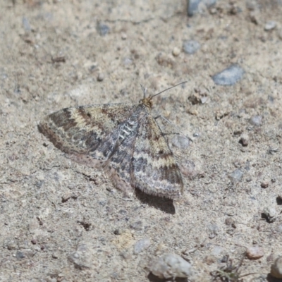 Scopula rubraria (Reddish Wave, Plantain Moth) at The Pinnacle - 30 Oct 2021 by AlisonMilton