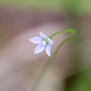 Wahlenbergia multicaulis at Mongarlowe, NSW - suppressed