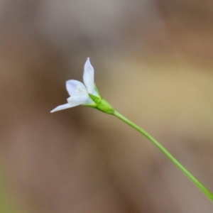 Wahlenbergia multicaulis at Mongarlowe, NSW - suppressed