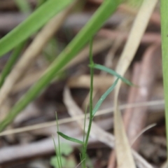 Wahlenbergia multicaulis at Mongarlowe, NSW - suppressed