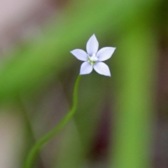 Wahlenbergia multicaulis at Mongarlowe, NSW - suppressed