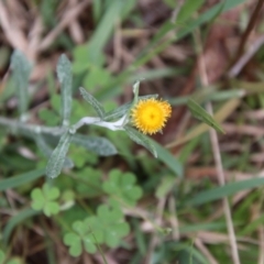 Chrysocephalum apiculatum (Common Everlasting) at Mongarlowe, NSW - 3 Nov 2021 by LisaH