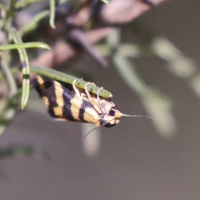 Thallarcha partita (Dark-banded Footman) at Hawker, ACT - 30 Oct 2021 by AlisonMilton