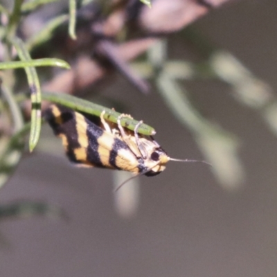 Thallarcha partita (Dark-banded Footman) at Hawker, ACT - 29 Oct 2021 by AlisonMilton