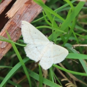 Scopula perlata at Mongarlowe, NSW - 3 Nov 2021