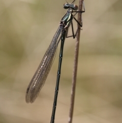 Austroargiolestes icteromelas (Common Flatwing) at Mongarlowe, NSW - 3 Nov 2021 by LisaH