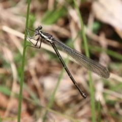 Austroargiolestes icteromelas (Common Flatwing) at Mongarlowe River - 3 Nov 2021 by LisaH