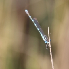 Austrolestes leda (Wandering Ringtail) at Mongarlowe River - 2 Nov 2021 by LisaH