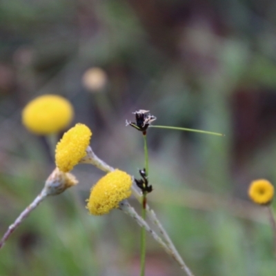 Leptorhynchos squamatus subsp. squamatus (Scaly Buttons) at Mongarlowe, NSW - 3 Nov 2021 by LisaH