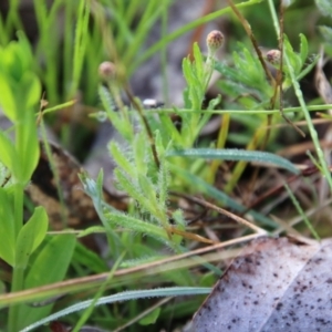 Leptorhynchos squamatus subsp. squamatus at Mongarlowe, NSW - 3 Nov 2021