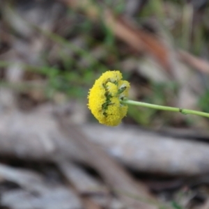 Craspedia sp. at Mongarlowe, NSW - 3 Nov 2021