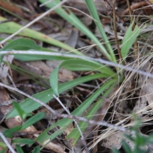 Craspedia sp. at Mongarlowe, NSW - 3 Nov 2021