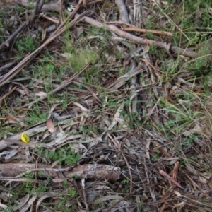 Craspedia sp. at Mongarlowe, NSW - 3 Nov 2021