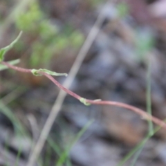 Craspedia sp. at Mongarlowe, NSW - 3 Nov 2021