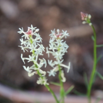 Stackhousia monogyna (Creamy Candles) at Mongarlowe River - 2 Nov 2021 by LisaH