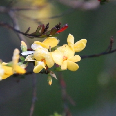 Pultenaea altissima (Tall Bush-pea) at Mongarlowe River - 2 Nov 2021 by LisaH