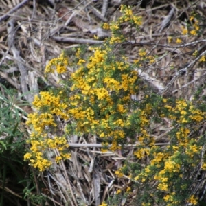 Pultenaea altissima at Mongarlowe, NSW - 2 Nov 2021