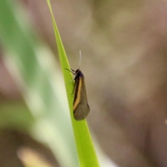 Philobota chrysopotama (A concealer moth) at Mongarlowe, NSW - 2 Nov 2021 by LisaH
