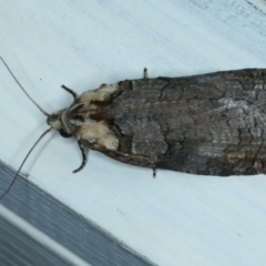 Cryptoptila immersana (A Tortricid moth) at Ainslie, ACT - 31 Oct 2021 by jbromilow50