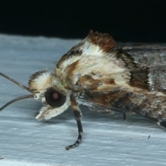 Cryptoptila immersana at Ainslie, ACT - 31 Oct 2021