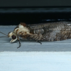 Cryptoptila immersana at Ainslie, ACT - 31 Oct 2021