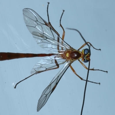 Leptophion yampus (An Ophioninae parasitic wasp) at Ainslie, ACT - 1 Nov 2021 by jbromilow50