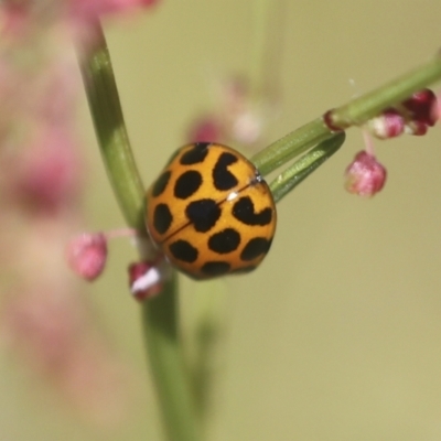 Harmonia conformis (Common Spotted Ladybird) at Hawker, ACT - 30 Oct 2021 by AlisonMilton