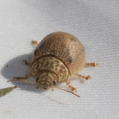 Paropsis atomaria (Eucalyptus leaf beetle) at The Pinnacle - 29 Oct 2021 by AlisonMilton