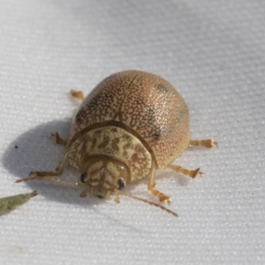 Paropsis atomaria at Hawker, ACT - 30 Oct 2021