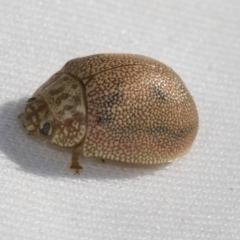 Paropsis atomaria at Hawker, ACT - 30 Oct 2021