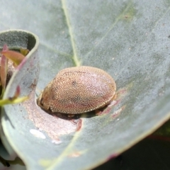 Paropsis atomaria at Hawker, ACT - 30 Oct 2021