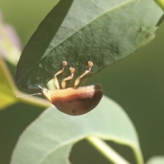 Paropsis atomaria at Hawker, ACT - 30 Oct 2021