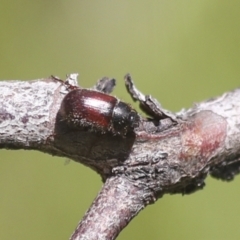 Heteronyx dimidiatus (Dimidiatus scarab beetle) at Hawker, ACT - 30 Oct 2021 by AlisonMilton