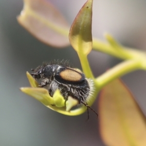 Liparetrus discipennis at Hawker, ACT - 30 Oct 2021 11:27 AM