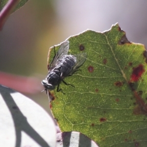 Tabanidae (family) at Hawker, ACT - 30 Oct 2021 11:44 AM