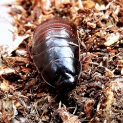 Panesthia australis (Common wood cockroach) at Crooked Corner, NSW - 1 Nov 2021 by Milly