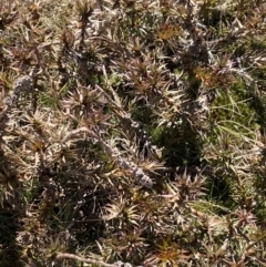 Richea continentis (Candle Heath) at Geehi, NSW - 30 Oct 2021 by Jubeyjubes