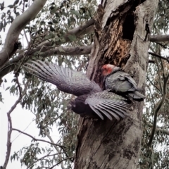 Callocephalon fimbriatum (Gang-gang Cockatoo) at Cook, ACT - 3 Nov 2021 by CathB