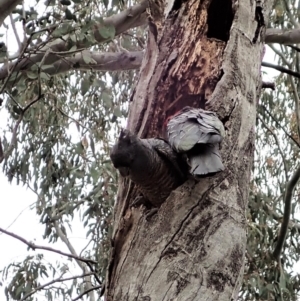 Callocephalon fimbriatum at Cook, ACT - suppressed