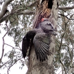 Callocephalon fimbriatum at Cook, ACT - suppressed