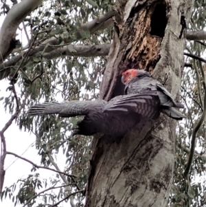 Callocephalon fimbriatum at Cook, ACT - suppressed