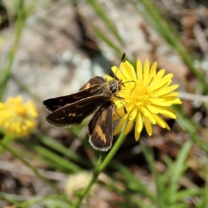 Taractrocera papyria at Cook, ACT - 31 Oct 2021