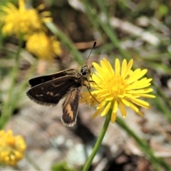 Taractrocera papyria at Cook, ACT - 31 Oct 2021