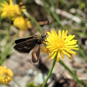 Taractrocera papyria at Cook, ACT - 31 Oct 2021